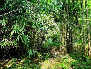 Trees growing on field in forest