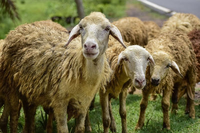 Sheep in flock of some unknown farm in close encounter looking with a curious and inquisitive eyes.