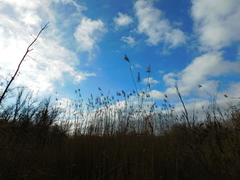 Plants on field against cloudy sky