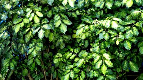 Full frame shot of fresh green leaves