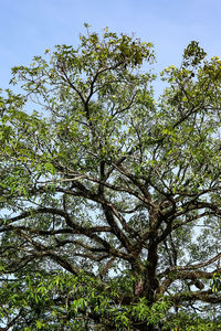 Low angle view of trees against sky