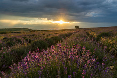. lavender field. beautiful image of lavender field over summer sunset landscape.