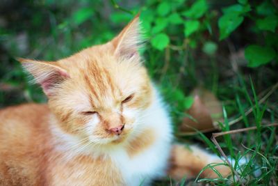 Close-up of cat on field