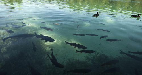 High angle view of ducks swimming in lake