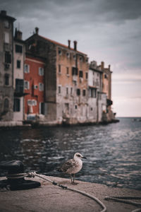 Seagull on a city