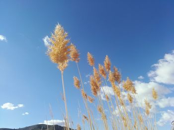 Low angle view of stalks against blue sky