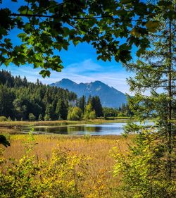 Scenic view of lake in forest against sky