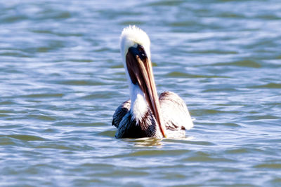 Close-up of pelican swimming in lake