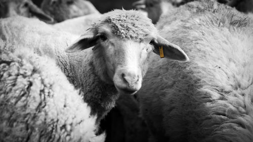 Close-up portrait of a sheep