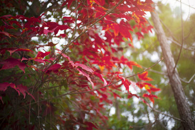 Low angle view of maple leaves on tree