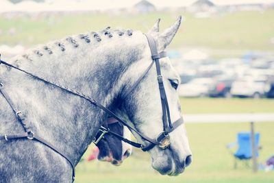 Close-up of horse against sky