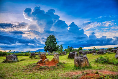 Panoramic view of trees on field against sky