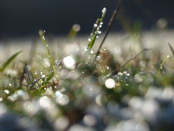 Close-up of wet plant