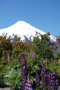 Close-up of purple flowering plants on field against clear sky