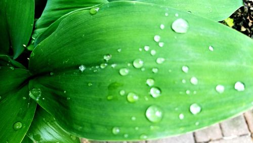 Close-up of raindrops on green leaves