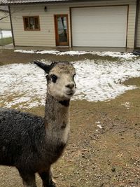 Portrait of an animal on field