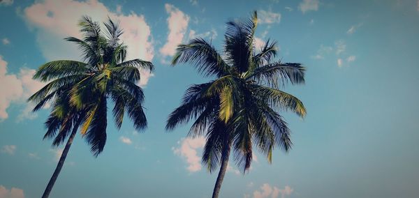 Low angle view of palm trees against sky