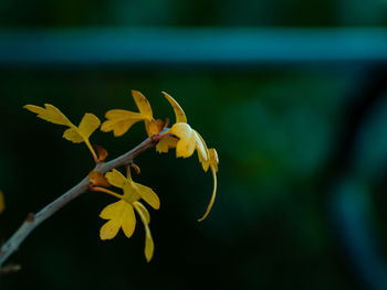 Close-up of yellow flowering plant