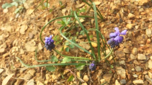 Close-up of flowers blooming outdoors