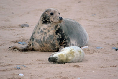 Two seals on the beach