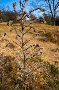 Tree on field against sky