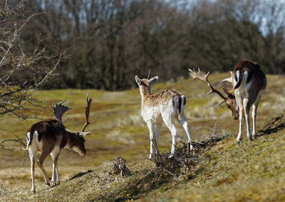 Flock of deer on field