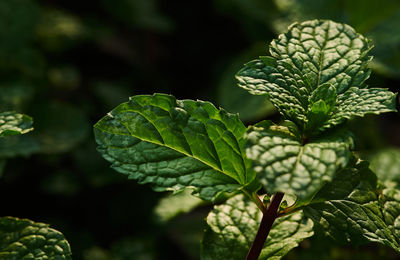 Close-up of fresh green leaves
