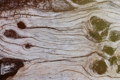 Full frame shot of tree trunk