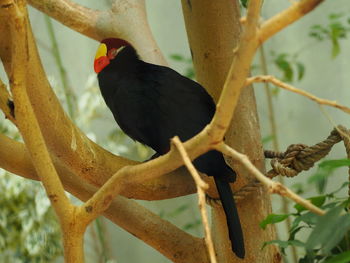 Close-up of bird perching on tree