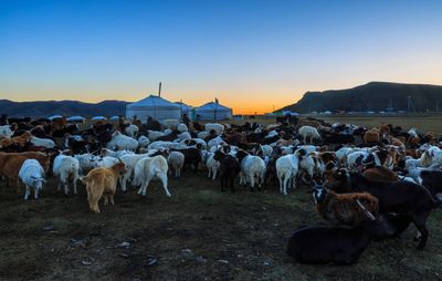 Goats on grassy field against clear sky during sunset