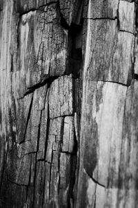 Full frame shot of tree trunk