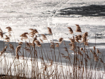 Close-up of stalks in water