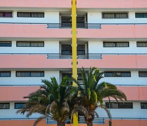 Palm tree by apartment building
