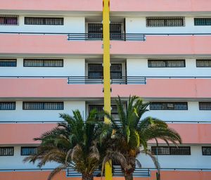 Palm trees by apartment building