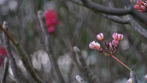 Close-up of pink flowers blooming on tree