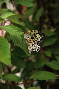 Butterfly on leaf