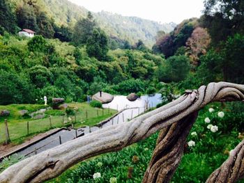 Scenic view of forest