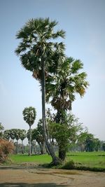 Palm trees on field against clear sky