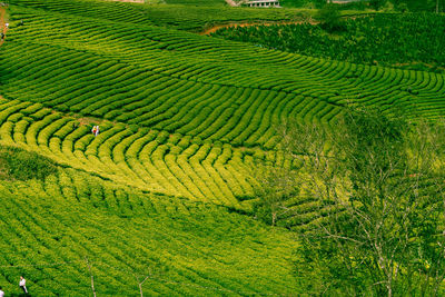 High angle view of crop growing on field