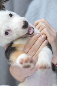 Close-up of dog