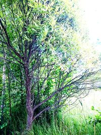 Plants growing on tree