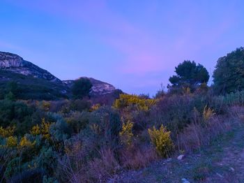 Trees and plants on land against sky at sunset