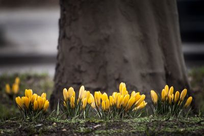 Close-up of yellow crocus blooming outdoors