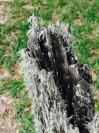 Close-up of tree stump on field