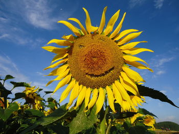 Close-up of yellow sunflower against sky