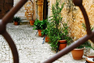 Potted plants outside house