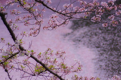 Low angle view of tree