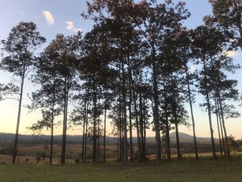 Trees on field against sky