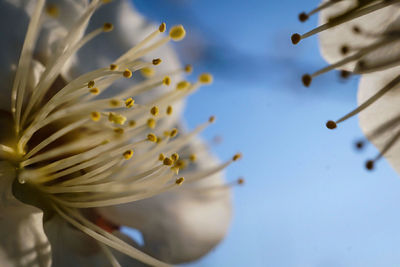 Close-up of fresh flower