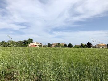 Scenic view of field against sky